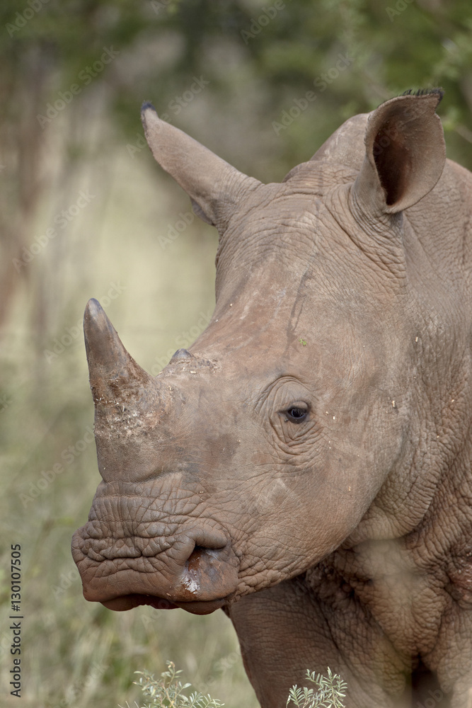 Young white rhinoceros (Ceratotherium simum), Kruger National Park Young white rhinoceros (Ceratotherium simum), Kruger National Park