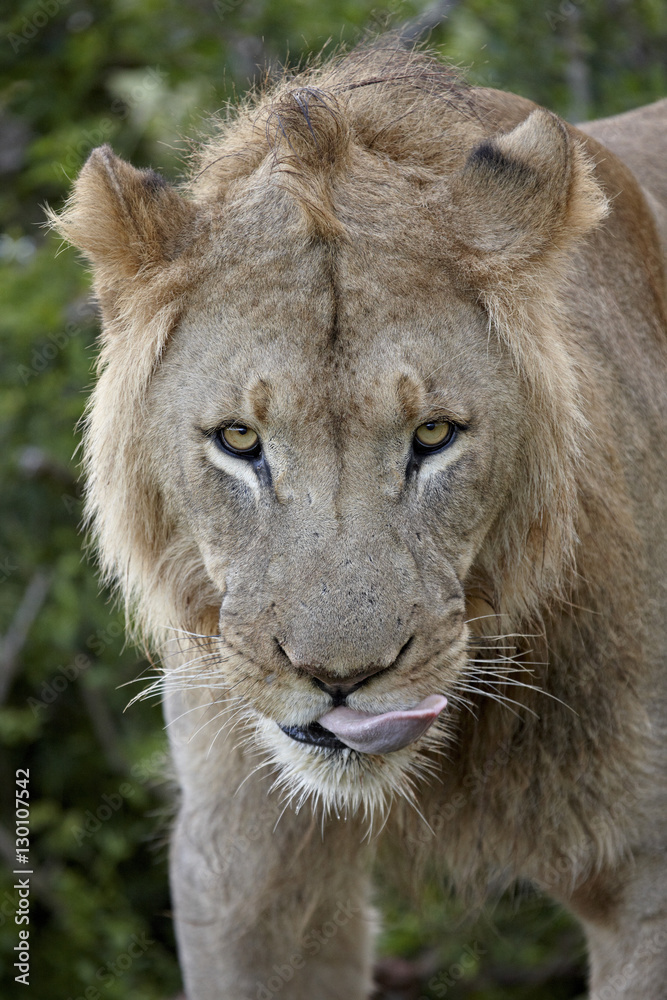 Lion (Panthera leo), Addo Elephant National Park Lion (Panthera leo), Addo Elephant National Park