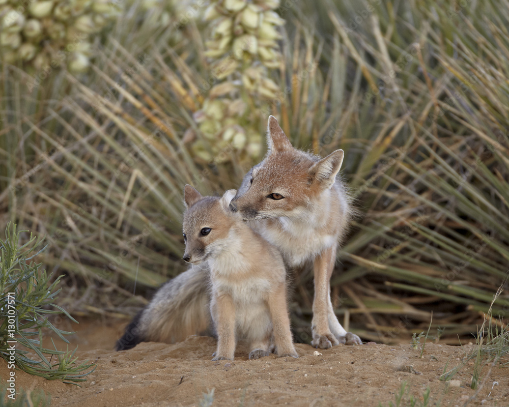 Swift fox (Vulpes velox) vixen grooming a kit, Pawnee National Grassland, Colorado Swift fox (Vulpes velox) vixen grooming a kit, Pawnee National Grassland, Colorado