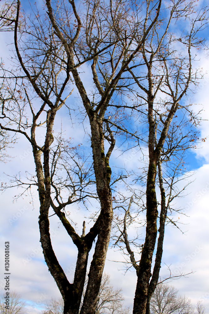 Fototapeta premium Maple tree in autumn