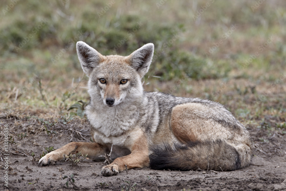 Golden jackal (Canisa aureus), Serengeti National Park, Tanzania Golden jackal (Canisa aureus), Serengeti National Park, Tanzania