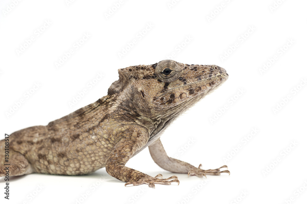 lizard isolated on white lizard isolated on white
