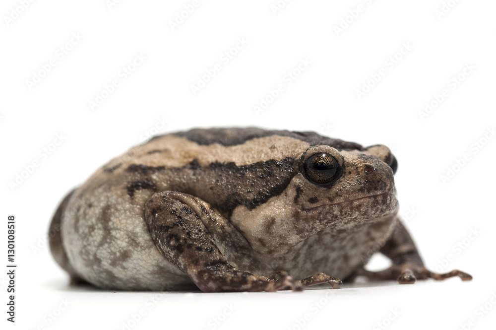 frog isolated on white frog isolated on white