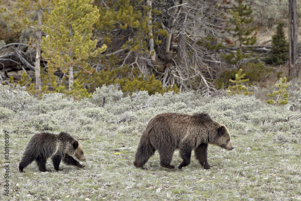 Grizzly bear (Ursus arctos horribilis) sow with a yearling cub, Yellowstone National Park, Wyoming Grizzly bear (Ursus arctos horribilis) sow with a yearling cub, Yellowstone National Park, Wyoming