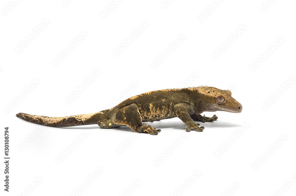 Naklejka premium gecko isolated on white