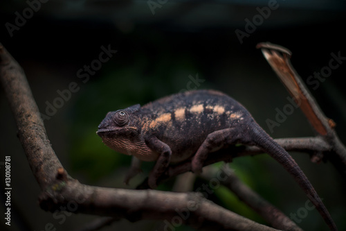 chameleon black background