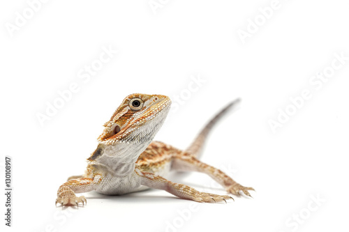 lizard isolated on white