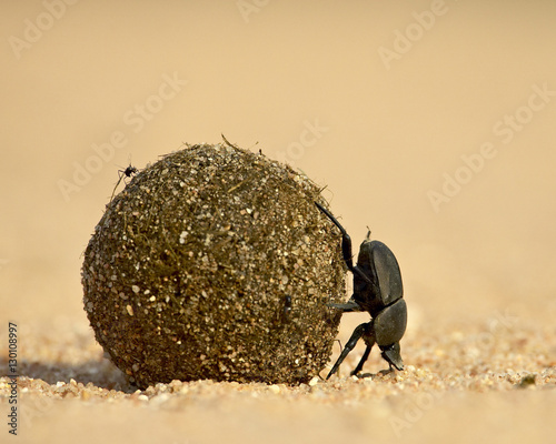 Dung beetle rolling a dung ball, Kruger National Park photo