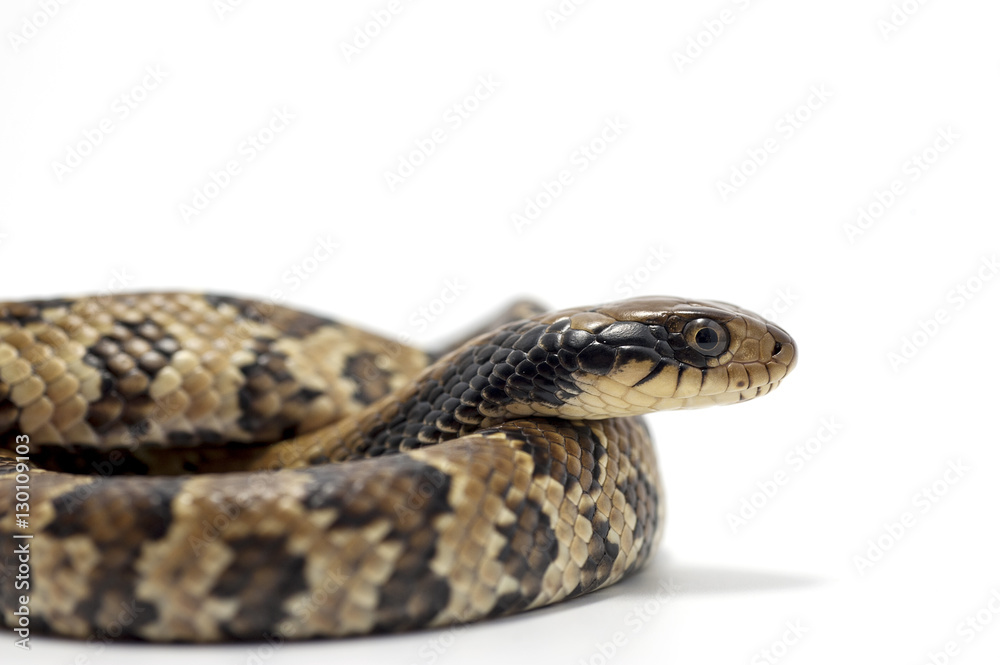snake isolated on white background snake isolated on white background