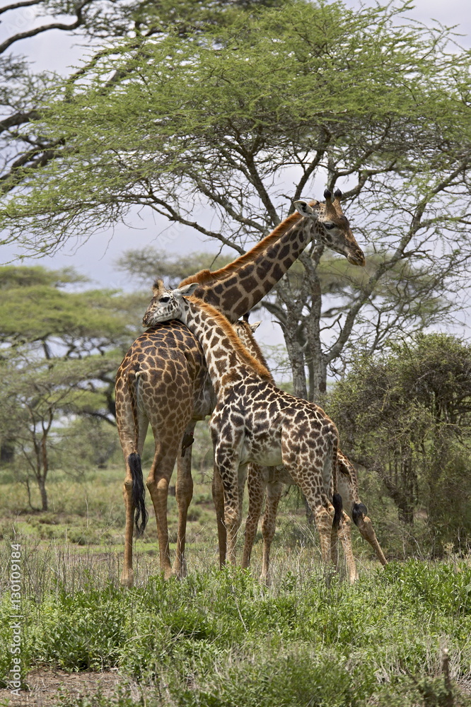 Masai Giraffe (Giraffa camelopardalis tippelskirchi) mother and young, Serengeti National Park, Tanzania Masai Giraffe (Giraffa camelopardalis tippelskirchi) mother and young, Serengeti National Park, Tanzania