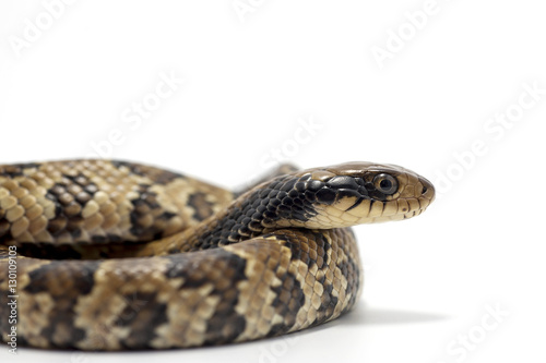 snake isolated on white background © Dmitry