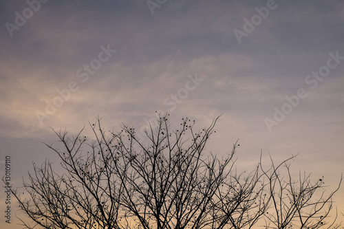 Silhouette branch of tree.