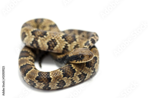 snake isolated on white