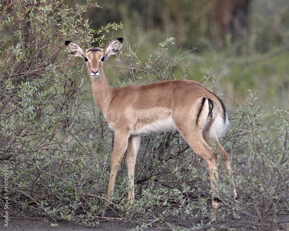 Female impala (Aepyceros melampus), Serengeti National Park, Tanzania Female impala (Aepyceros melampus), Serengeti National Park, Tanzania