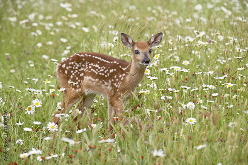 Whitetail deer (Odocoileus virginianus) fawn among oxeye daisy, in captivity, Sandstone, Minnesota