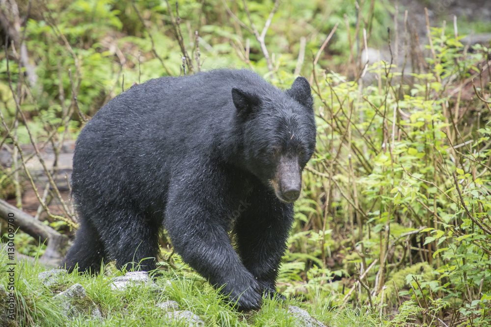 Bear Coming Toward Camera