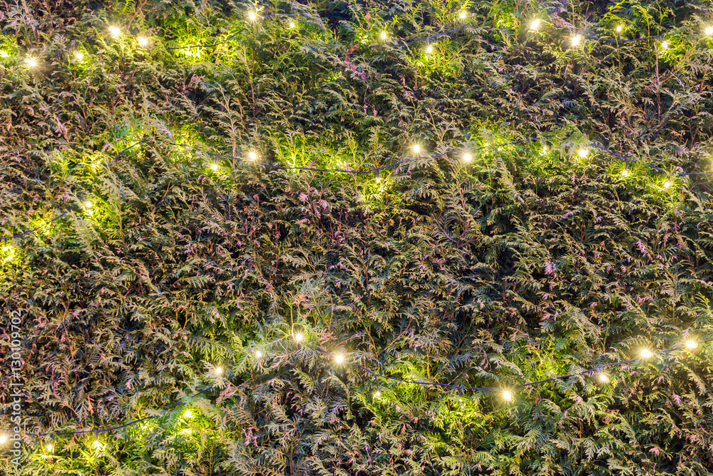 Lichterkette in einem Busch Stock Photo Adobe Stock