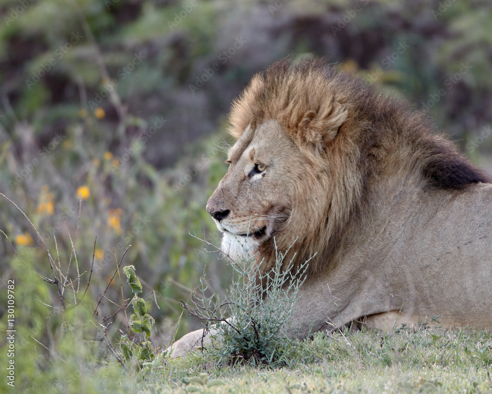 Lion (Panthera leo), Ngorongoro Crater, Tanzania Lion (Panthera leo), Ngorongoro Crater, Tanzania