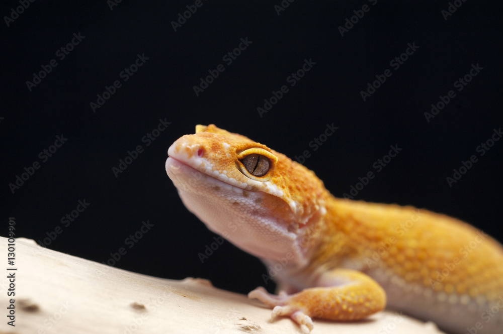 lizard gecko isolated on white background lizard gecko isolated on white background