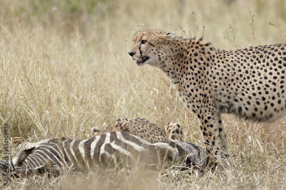 Two cheetah (Acinonyx jubatus) at a zebra kill, Kruger National Park Two cheetah (Acinonyx jubatus) at a zebra kill, Kruger National Park