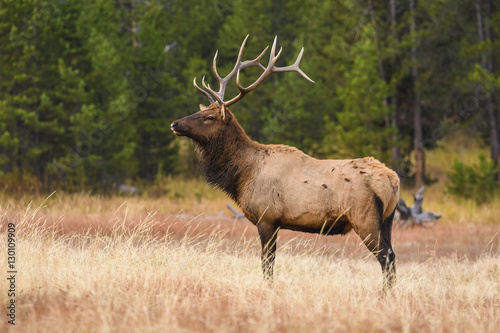 Wallpaper Mural Elk (Cervus canadensis), Yellowstone National Park, Wyoming Torontodigital.ca