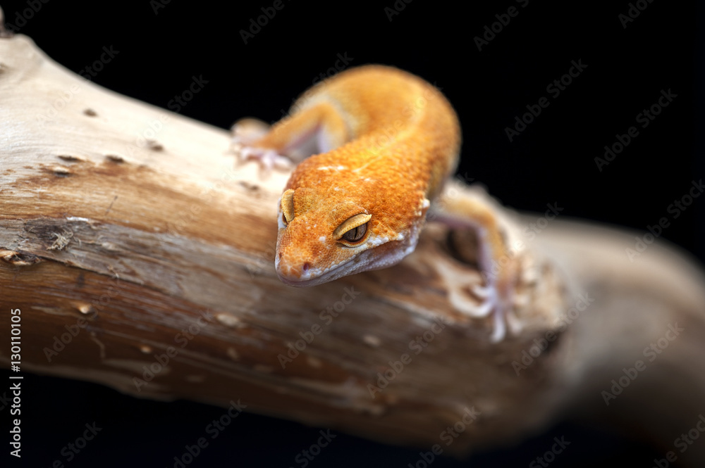 lizard gecko isolated on white background