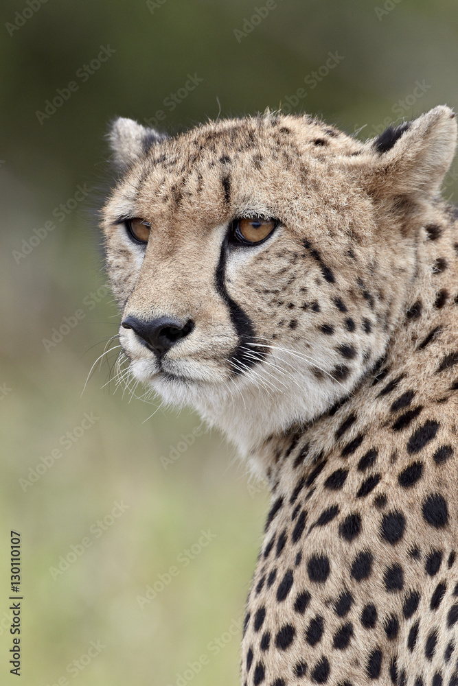 Cheetah (Acinonyx jubatus), Kruger National Park Cheetah (Acinonyx jubatus), Kruger National Park