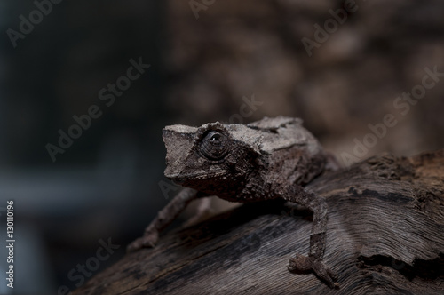 chameleon wildlife