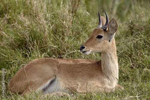 Bohor reedbuck (Redunca redunca) buck, Serengeti National Park, Tanzania photo