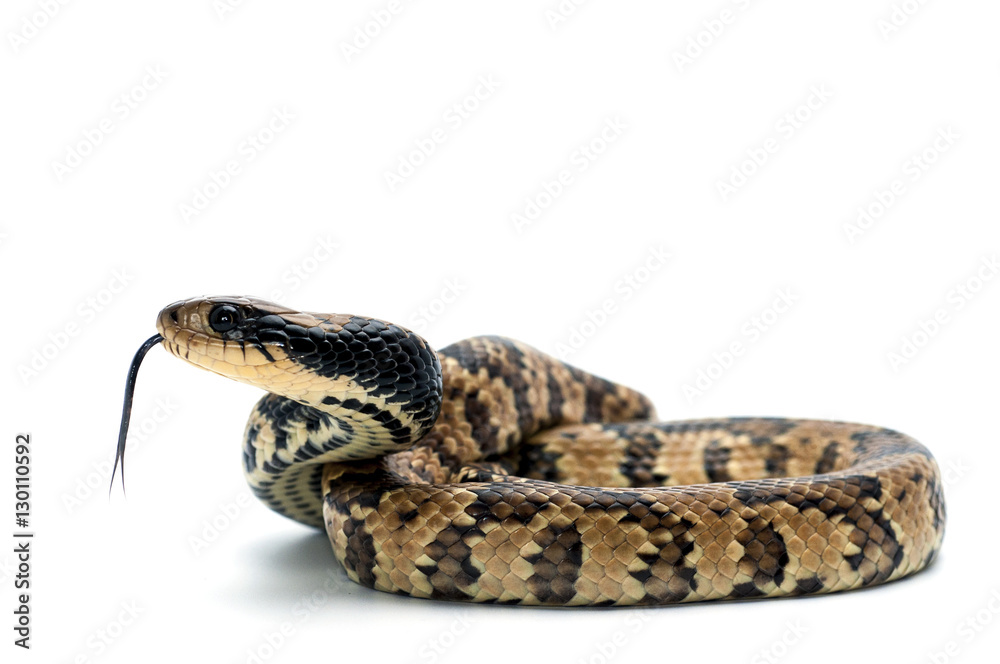 Fototapeta premium snake white isolated white bacground