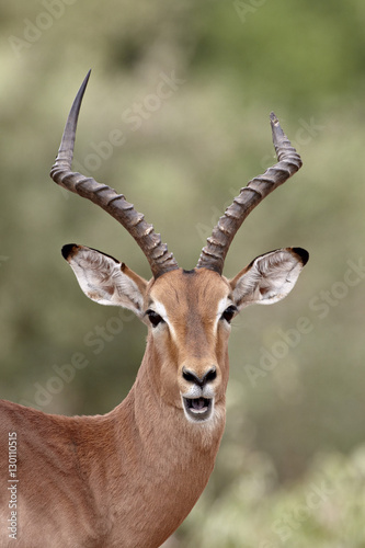 Impala (Aepyceros melampus) buck chewing its cud, Kruger National Park photo