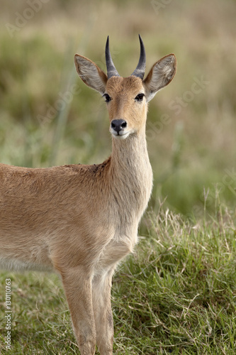 Wallpaper Mural Bohor reedbuck (Redunca redunca) buck, Serengeti National Park, Tanzania Torontodigital.ca