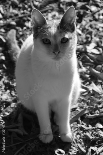 cat black and white 