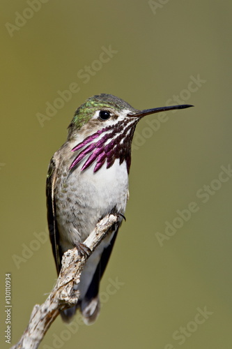 Calliope hummingbird (Stellula calliope) perched, near Osoyoos, British Columbia, Canada photo