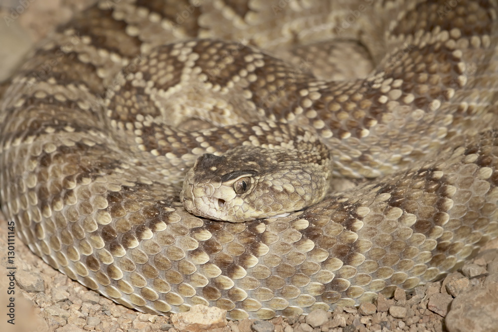 Western diamond-back rattlesnake (Western diamondback Rattlesnake) (Crotalus atrox) in captivity, Arizona Sonora Desert Museum, Tucson, Arizona Western diamond-back rattlesnake (Western diamondback Rattlesnake) (Crotalus atrox) in captivity, Arizona Sonora Desert Museum, Tucson, Arizona