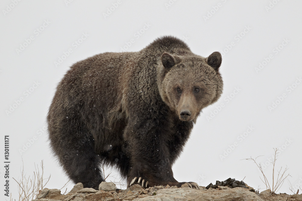 Grizzly bear (Ursus arctos horribilis), Yellowstone National Park, Wyoming Grizzly bear (Ursus arctos horribilis), Yellowstone National Park, Wyoming