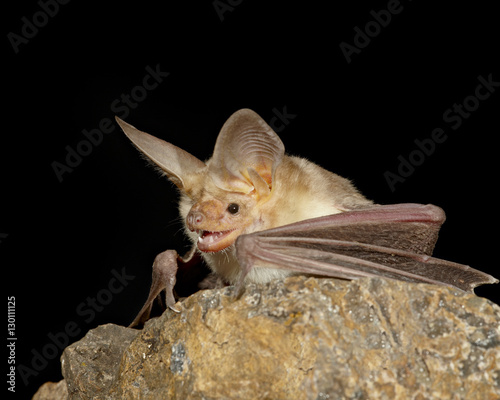Pallid bat (Antrozous pallidus) in captivity, Hidalgo County, New Mexico