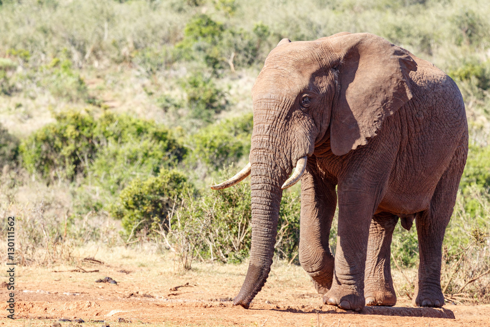 African Bush Elephant walking