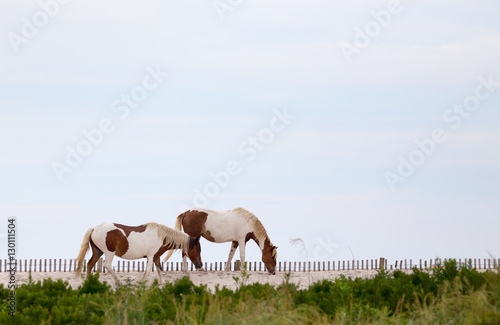Wild Horses of Assateague Island Maryland