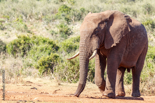 African Bush Elephant walking