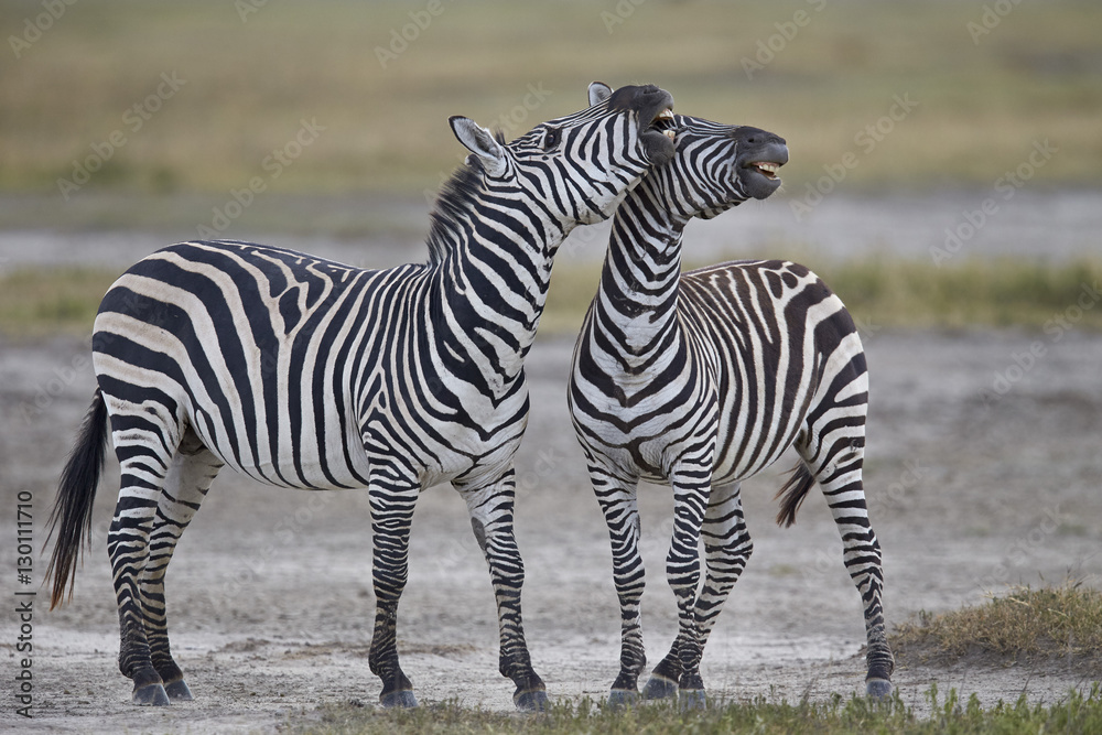 Two common zebra (Plains zebra) (Burchell's zebra) (Equus burchelli) sparring, Ngorongoro Crater, Tanzania Two common zebra (Plains zebra) (Burchell's zebra) (Equus burchelli) sparring, Ngorongoro Crater, Tanzania