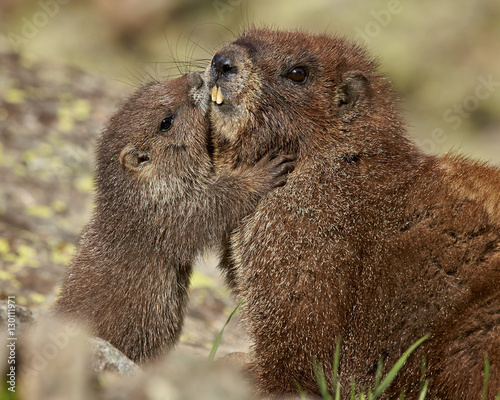 Yellow-bellied marmot (yellowbelly marmot) (Marmota flaviventris) young and adult, San Juan National Forest, Colorado photo