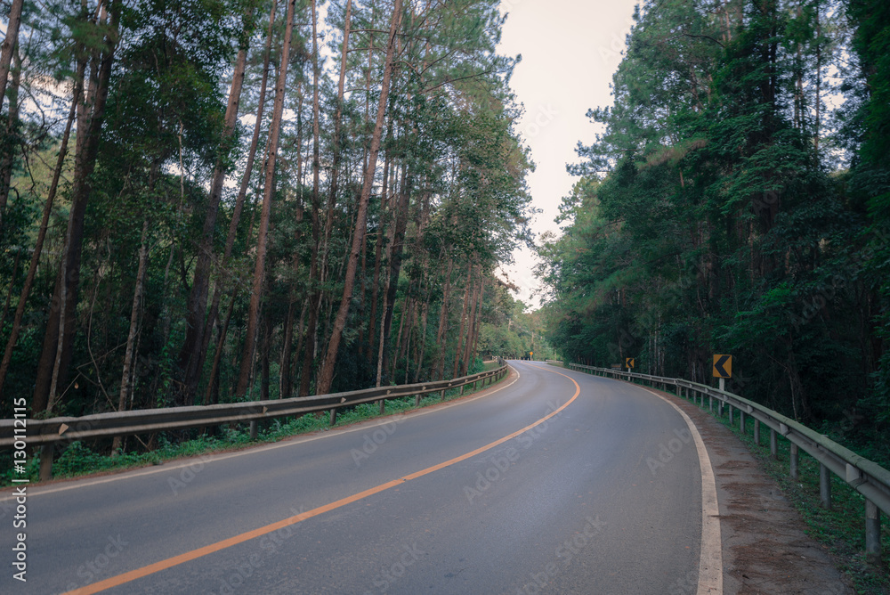 Foggy Straight Redwood Highway in the way to Inthanon mountain Northern Chiangmai, Thailand