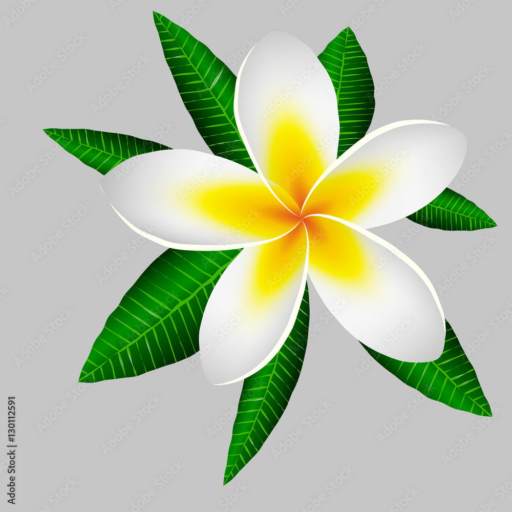large magnolia flower on a background of green leaves. Thailand Holidays. large magnolia flower on a background of green leaves. Thailand Holidays.