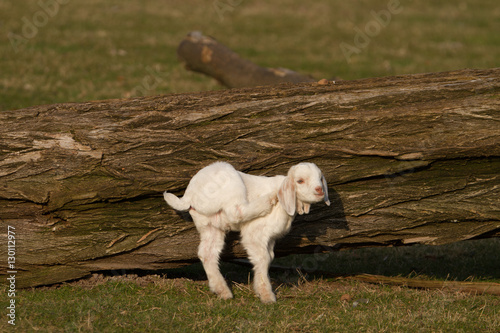 Hausziege photo