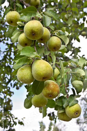 Pear tree with ripe fruits