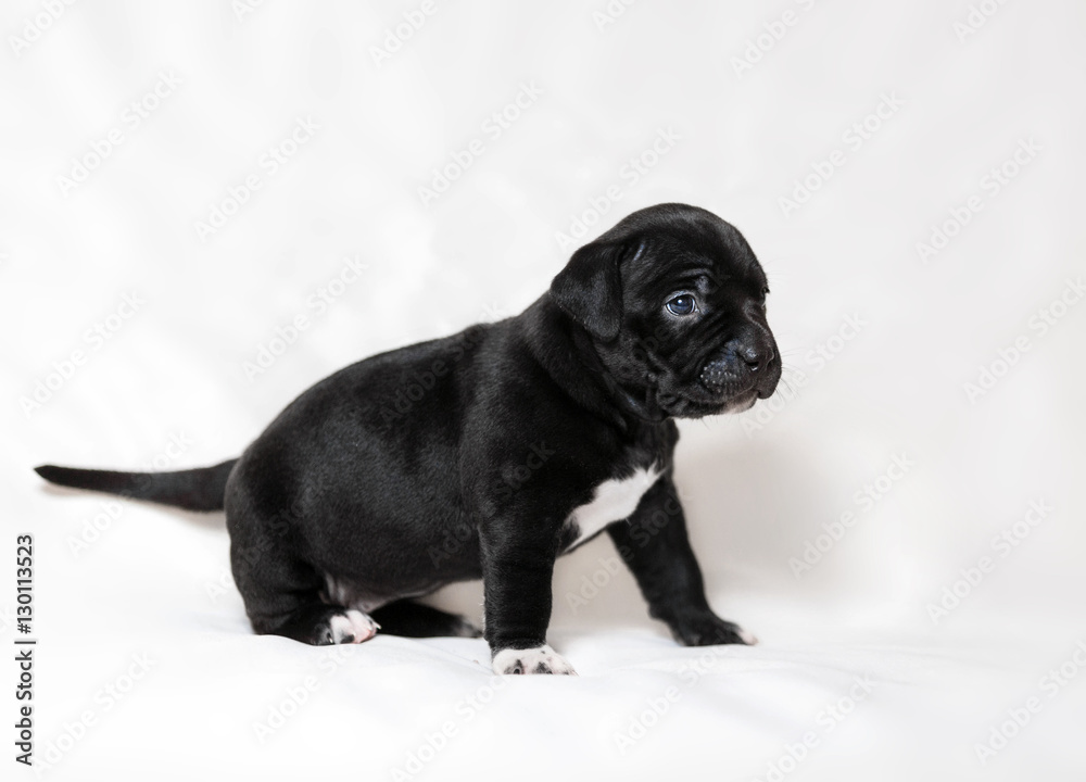 Fototapeta premium Puppy American bullies