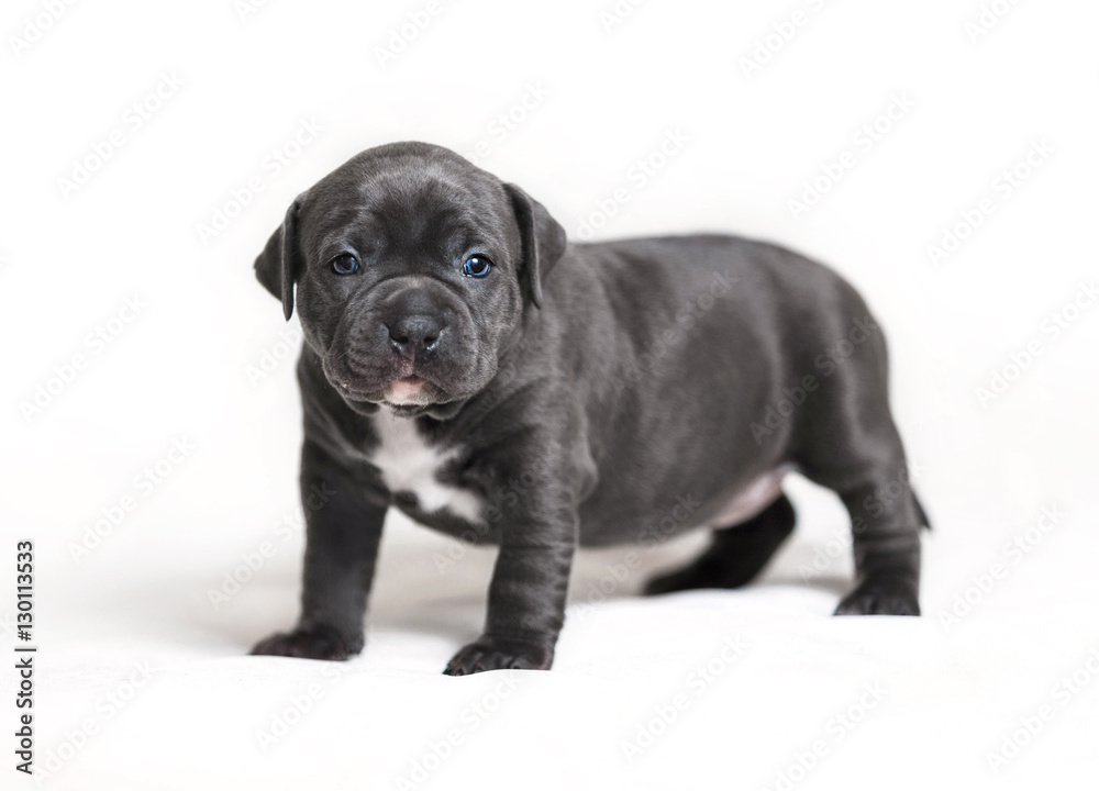 Puppy American bullies Puppy American bullies