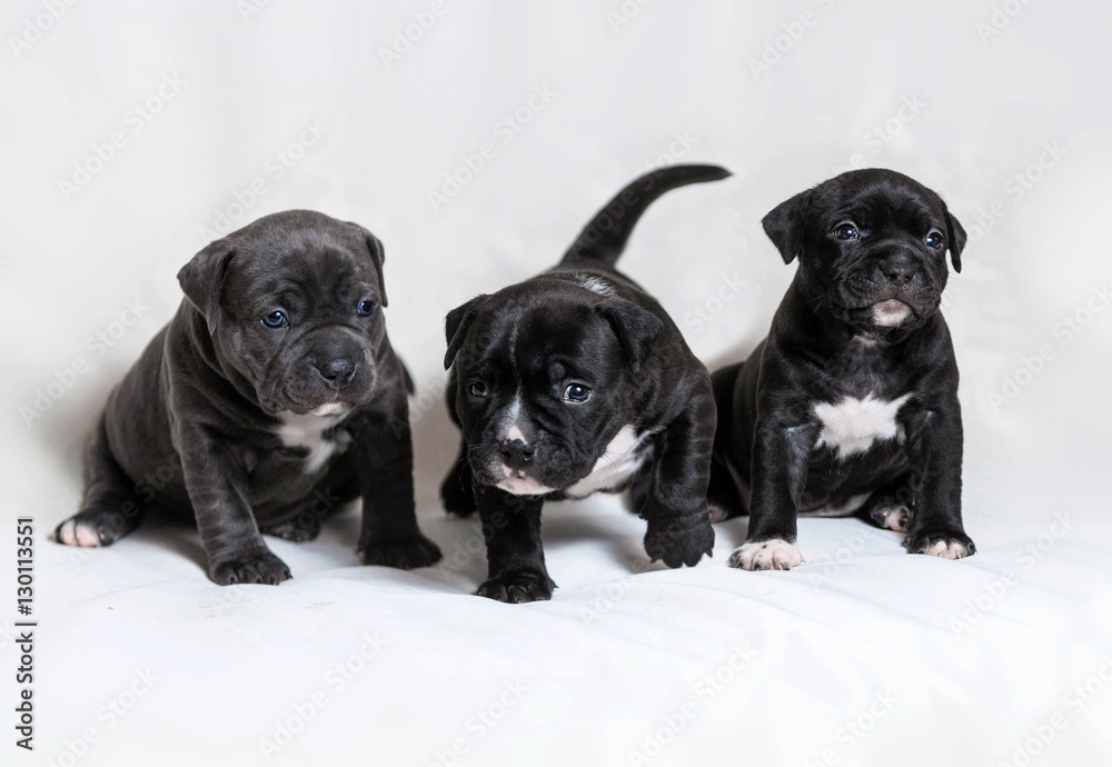 Little Puppies American Bully