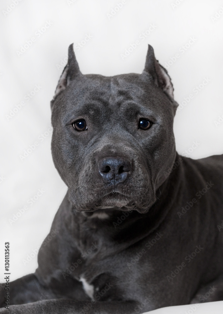 Portrait of an American Bully in the studio
